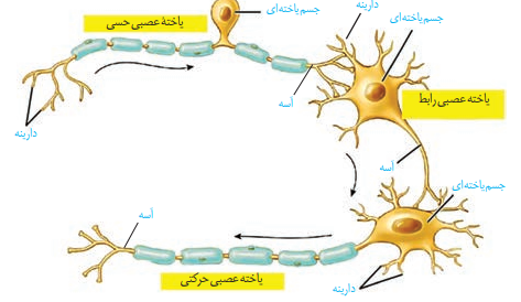 جواب فعالیت 1 صفحه 3 فصل یک زیست یازدهم