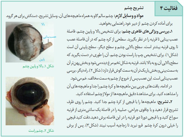 جواب فعالیت ۴ صفحه ۲۷ تا ۲۸ فصل دوم زیست یازدهم
