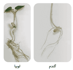 جواب مقایسه صفحه 95 علوم سوم