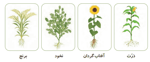 جواب فعالیت صفحه ۹۵ و 96 علوم سوم