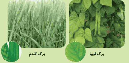 صفحه ۹۶ علوم سوم
