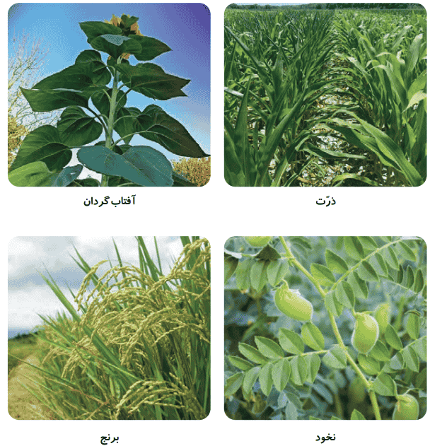 جواب فعالیت صفحه ۹۶ و 97 علوم سوم دبستان