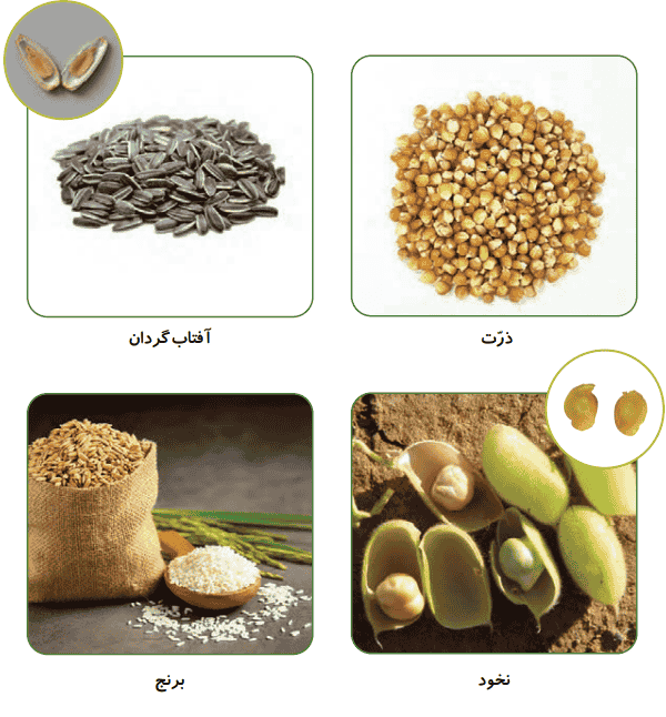 صفحه ۹۹ علوم سوم