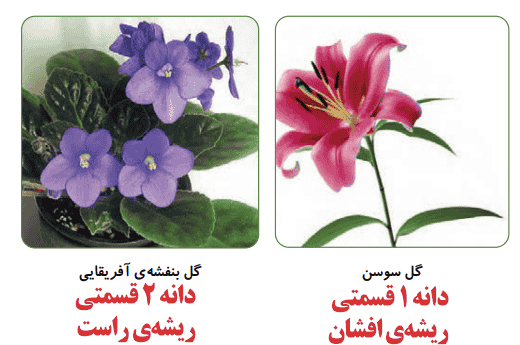  جواب فعالیت صفحه ۱۰۱ علوم سوم