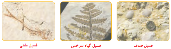 جواب فکر کنید صفحه ۳۴ علوم پنجم ابتدایی