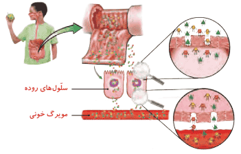 جواب گفتوگو صفحه ۹۰ درس ۱۰ علوم چهارم