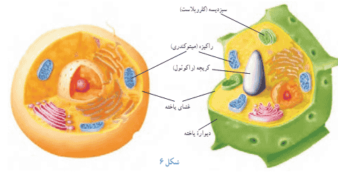 جواب فعالیت صفحه ۱۰۴ علوم هفتم