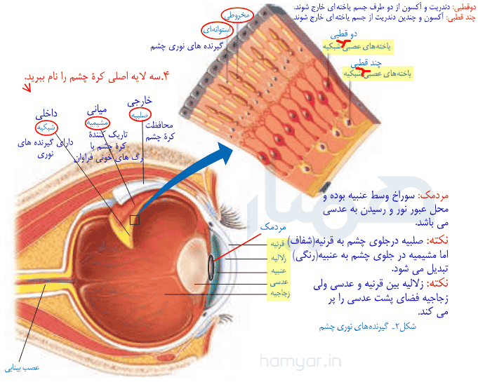 فعالیت صفحه ۳۸ علوم هشتم